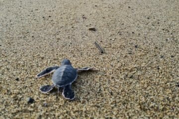 Sukamade Beach Banyuwangi
